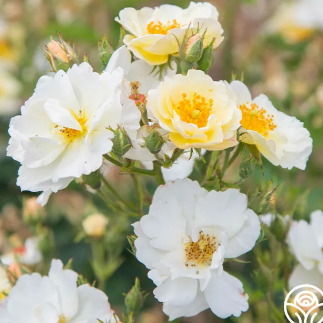 Omi Oswald>Heirloom Roses
