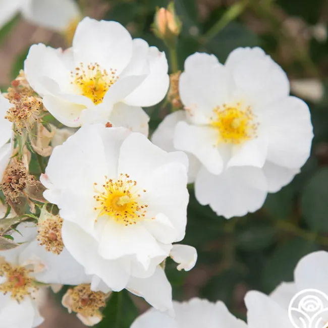 Omi Oswald>Heirloom Roses