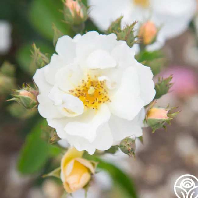 Omi Oswald>Heirloom Roses