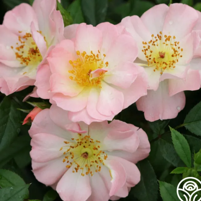 Open Arms>Heirloom Roses Discount