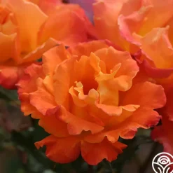 Orange Waves™>Heirloom Roses Hot