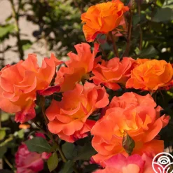 Orange Waves™>Heirloom Roses Hot