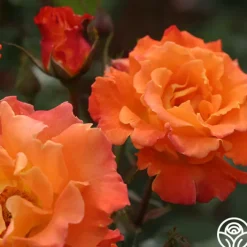 Orange Waves™><noscript><img width=