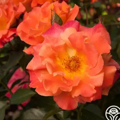 Orange Waves™><noscript><img width=