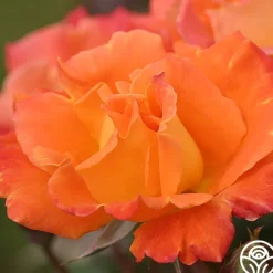 Orange Waves™><noscript><img width=