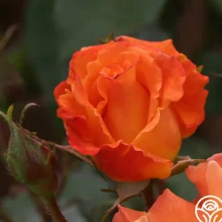 Orange Waves™><noscript><img width=