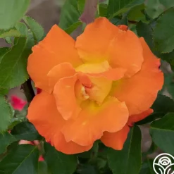 Orange Waves™><noscript><img width=