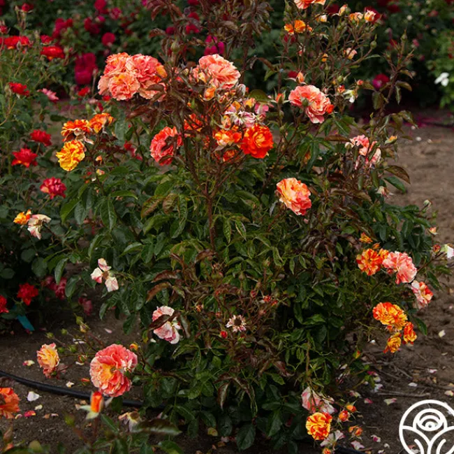 Oranges 'n' Lemons>Heirloom Roses Best