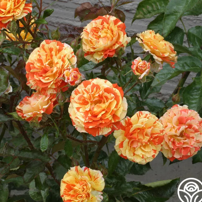 Oranges 'n' Lemons>Heirloom Roses Best