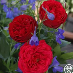 Out Of Rosenheim™><noscript><img width=