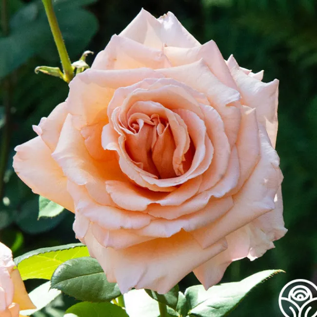 Over The Moon™>Heirloom Roses Discount