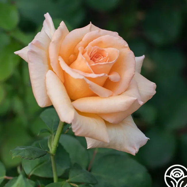 Over The Moon™>Heirloom Roses Discount