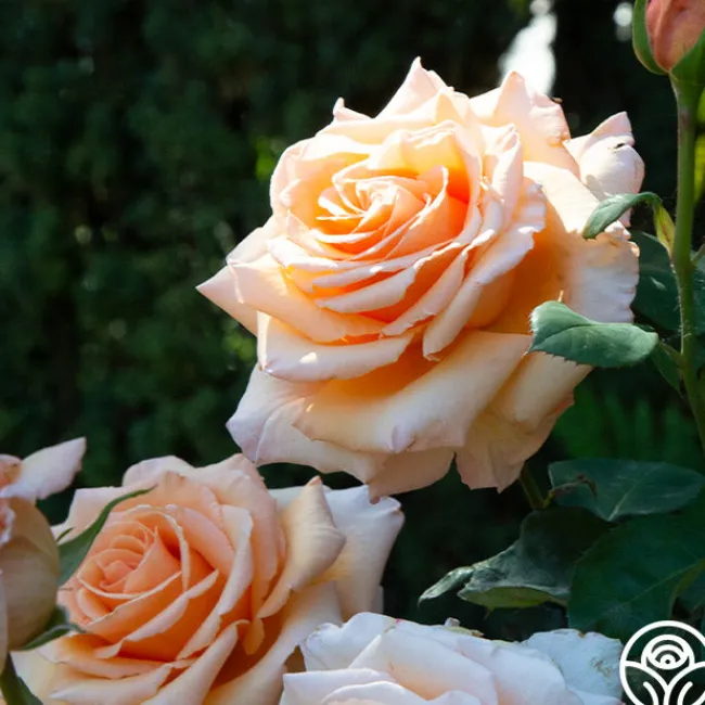 Over The Moon™>Heirloom Roses Discount