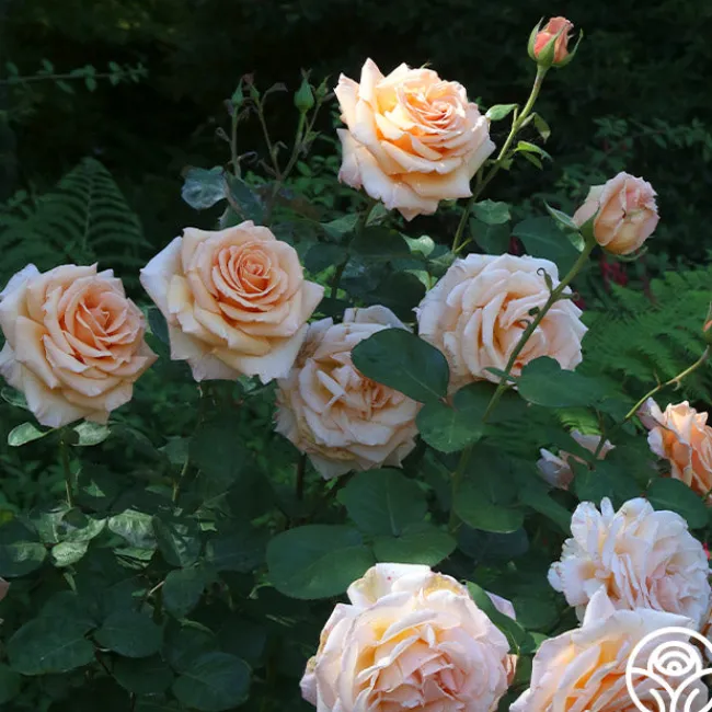 Over The Moon™>Heirloom Roses Discount