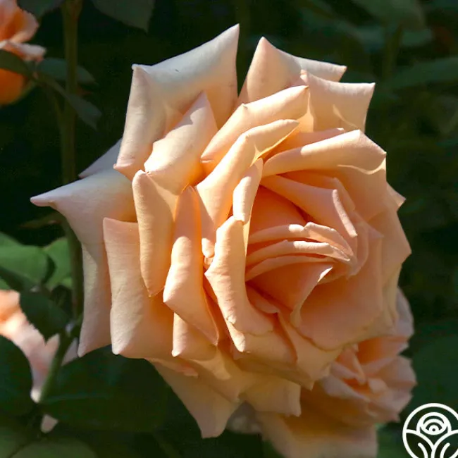 Over The Moon™>Heirloom Roses Discount