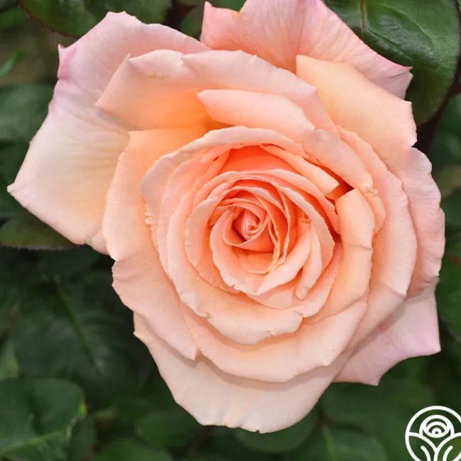 Over The Moon™>Heirloom Roses Discount