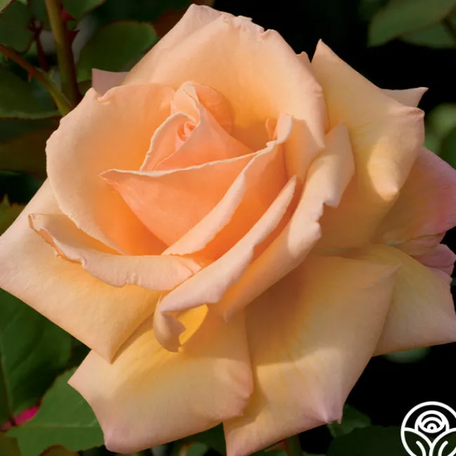 Over The Moon™>Heirloom Roses Discount