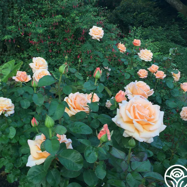 Over The Moon™>Heirloom Roses Discount