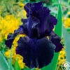 Ozark Rebounder>Heirloom Roses Sale