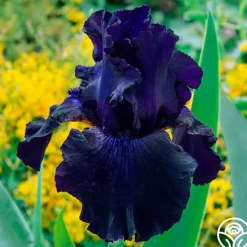 Ozark Rebounder>Heirloom Roses Sale