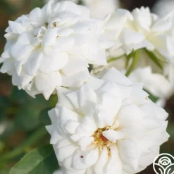Pacesetter>Heirloom Roses Sale