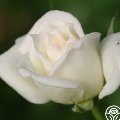 Pacesetter>Heirloom Roses Sale