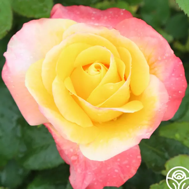 Painted Moon>Heirloom Roses