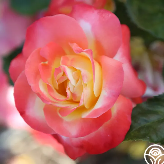 Painted Moon>Heirloom Roses