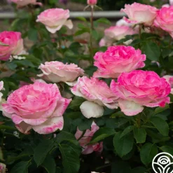 Painted Porcelain™><noscript><img width=