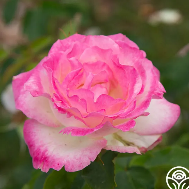 Painted Porcelain™>Heirloom Roses Online