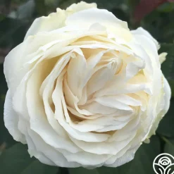 Paloma Blanca>Heirloom Roses Best
