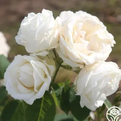 Paloma Blanca><noscript><img width=