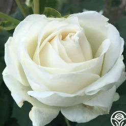Paloma Blanca><noscript><img width=