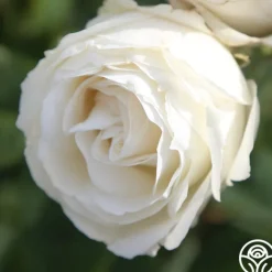 Paloma Blanca><noscript><img width=