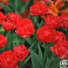 Pamplona>Heirloom Roses Discount