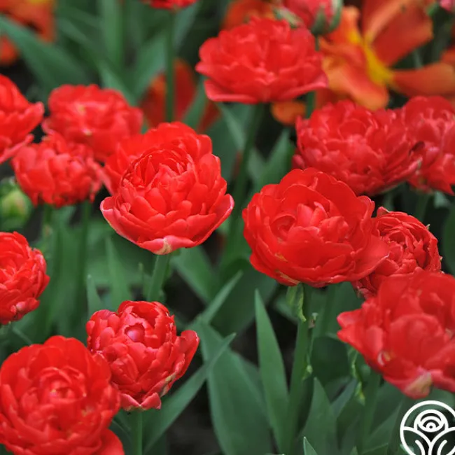 Pamplona>Heirloom Roses Discount