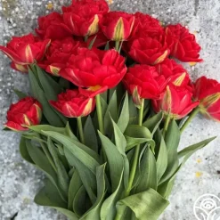 Pamplona>Heirloom Roses Discount