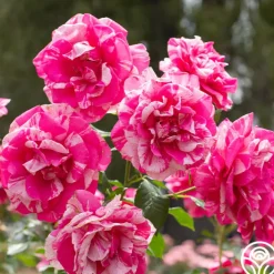 Parade Day™>Heirloom Roses New