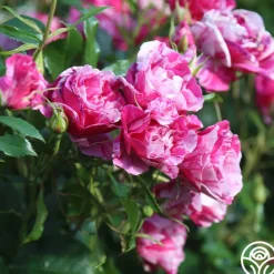 Parade Day™><noscript><img width=