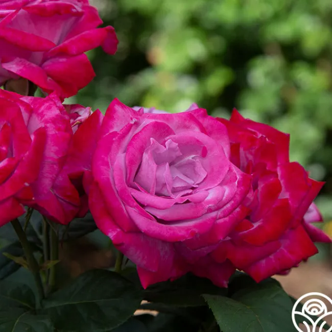 Paradise™>Heirloom Roses New
