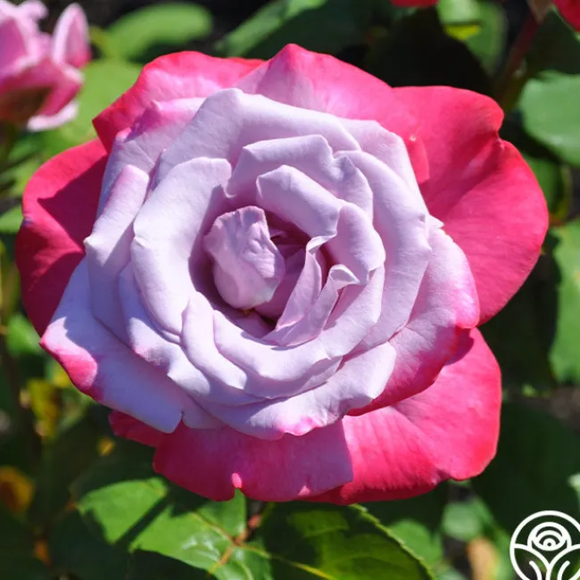 Paradise™>Heirloom Roses New