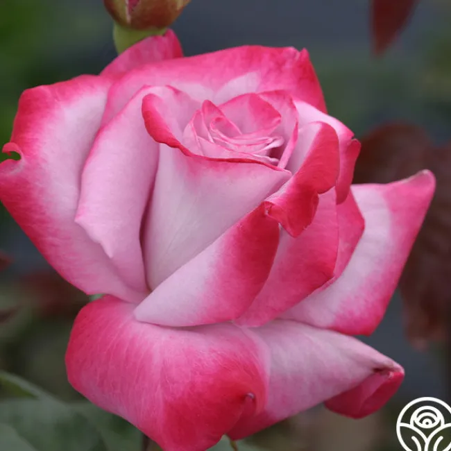 Paradise™>Heirloom Roses New