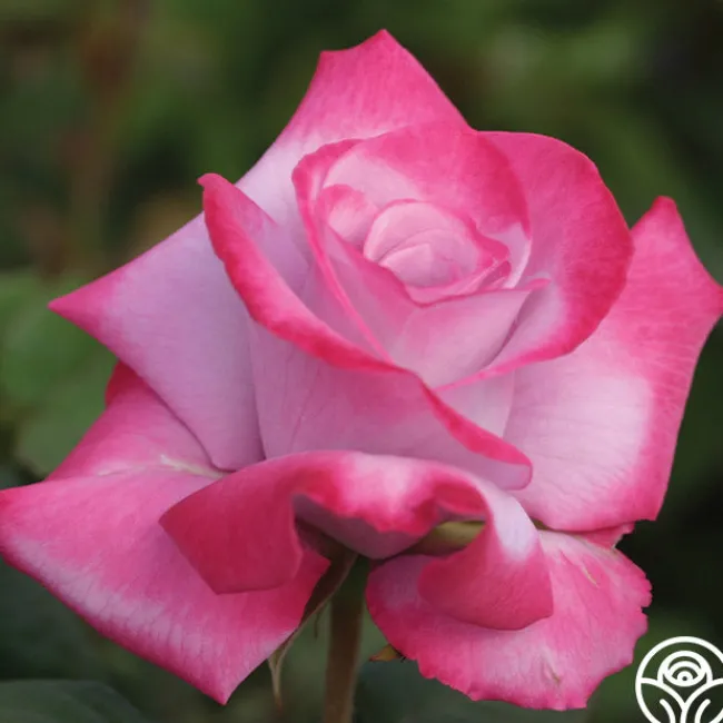 Paradise™>Heirloom Roses New