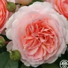 Parfuma® Bliss>Heirloom Roses Best