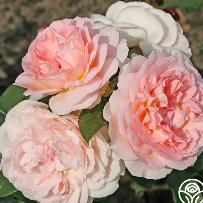 Parfuma® Bliss>Heirloom Roses Best