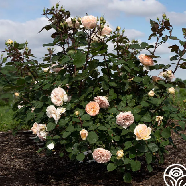 Parfuma® Bliss>Heirloom Roses Best