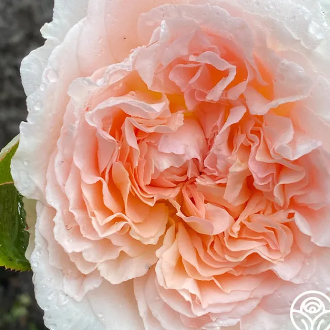 Parfuma® Bliss>Heirloom Roses Best