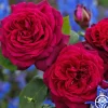 Parfuma® Dark Desire™>Heirloom Roses Sale