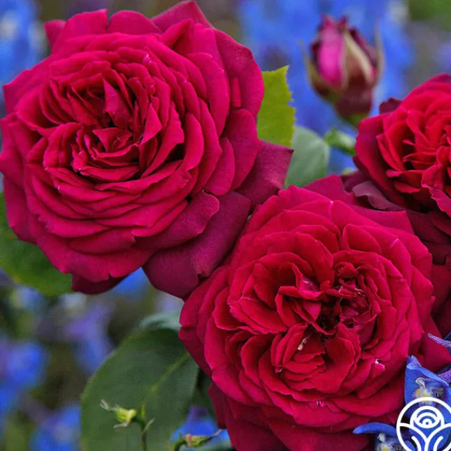 Parfuma® Dark Desire™>Heirloom Roses Sale
