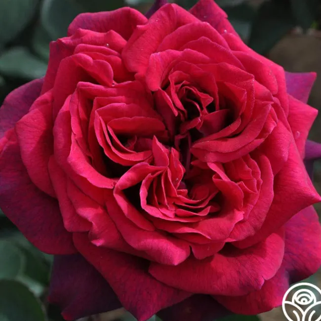 Parfuma® Dark Desire™>Heirloom Roses Sale
